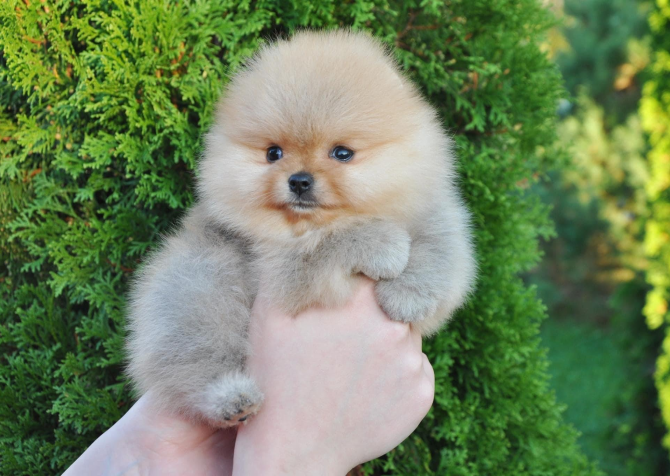 Pomeranian Teddy Bear Yavrularımız